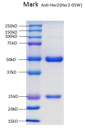 Anti-Her2-01W SDS PAGE