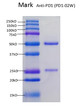 Anti-PD1-02W SDSPAGE