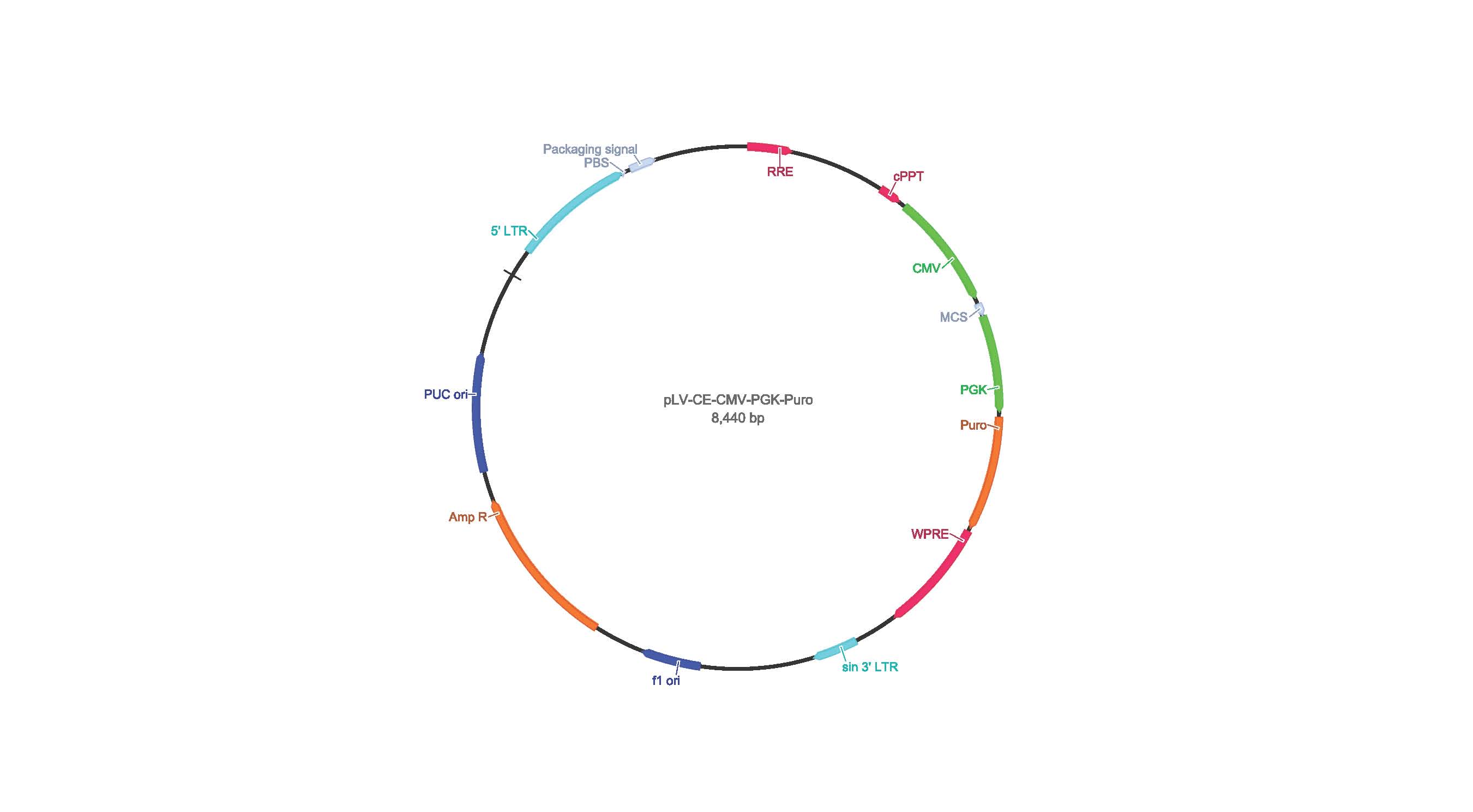 pLV-CMV-MCS-PGK-Puro